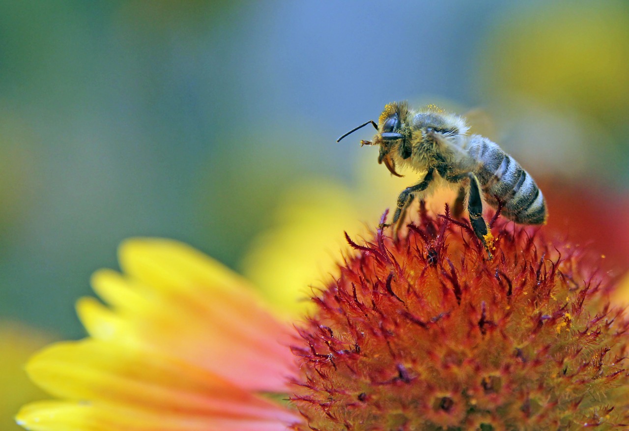 bee  flower  pollen free photo