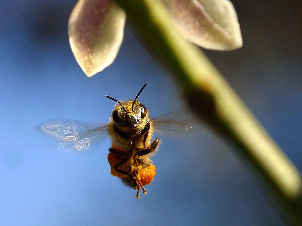 bee pollen wing free photo