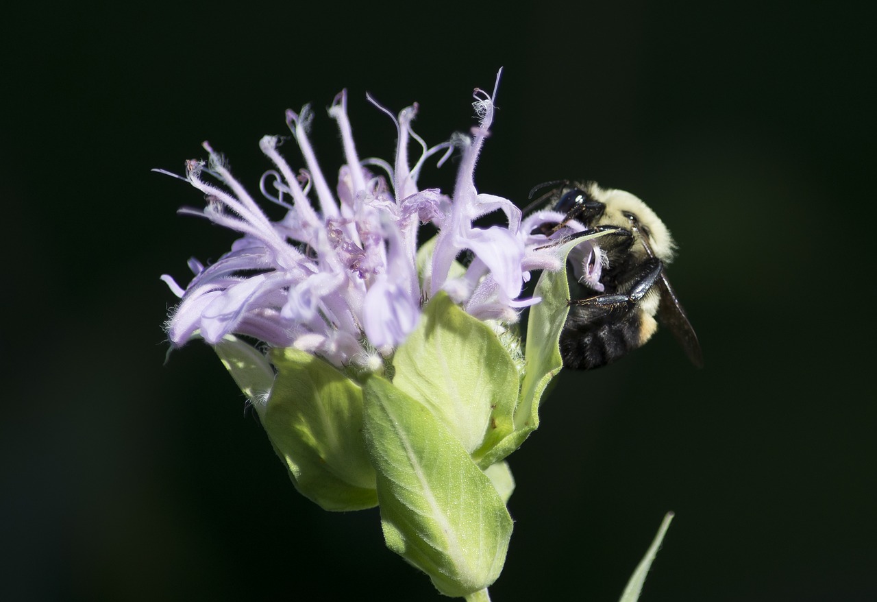 bee  plant  flower free photo