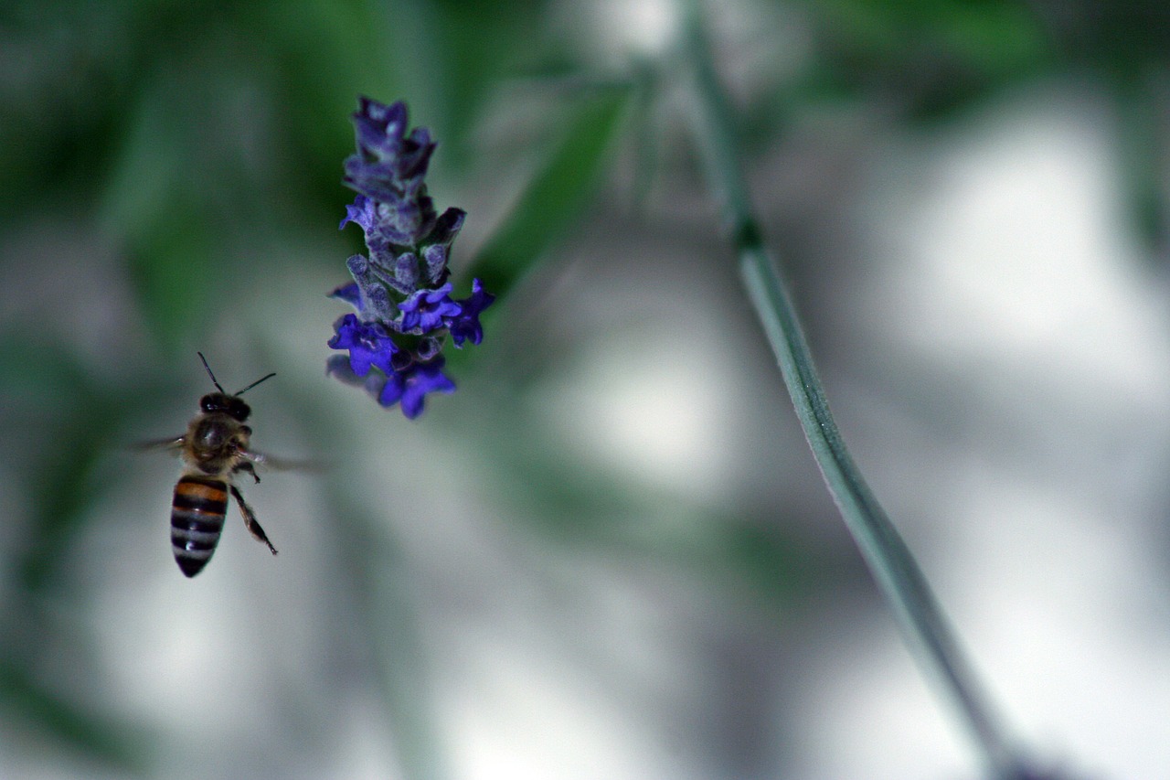 bee flower spring free photo