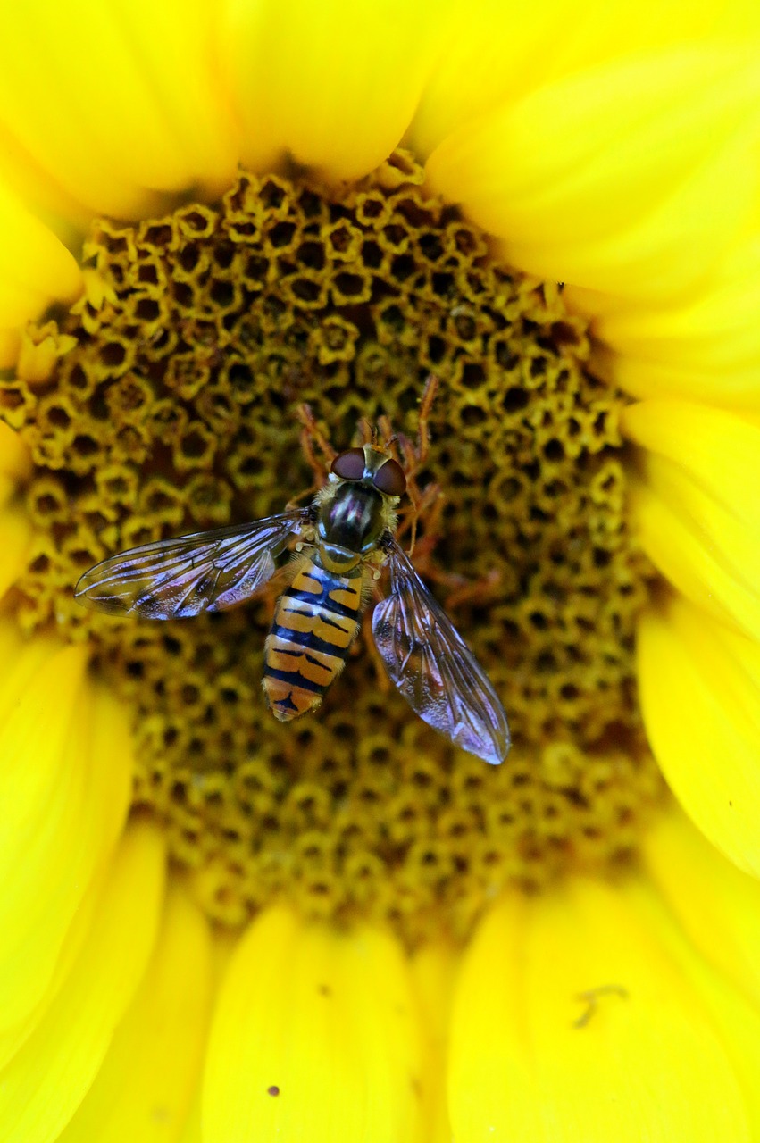 bee  insect  flower free photo