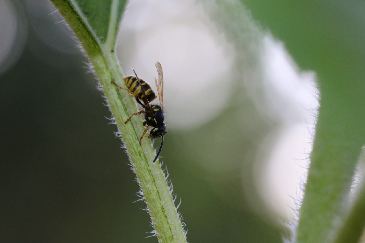 bee  wasp  insect free photo