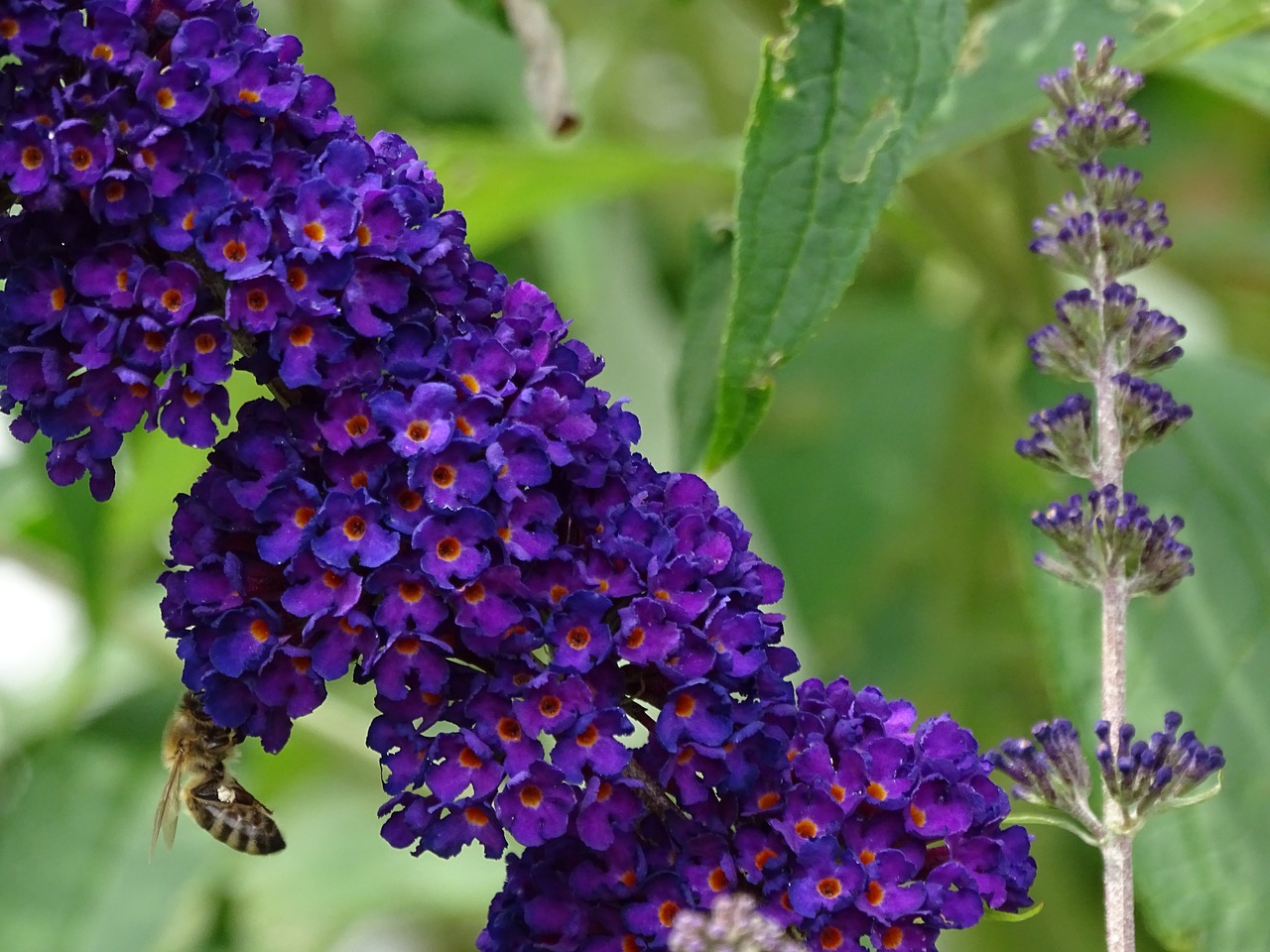 bee  butterfly tree  garden free photo