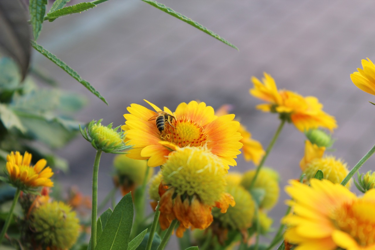 bee  flower  color free photo