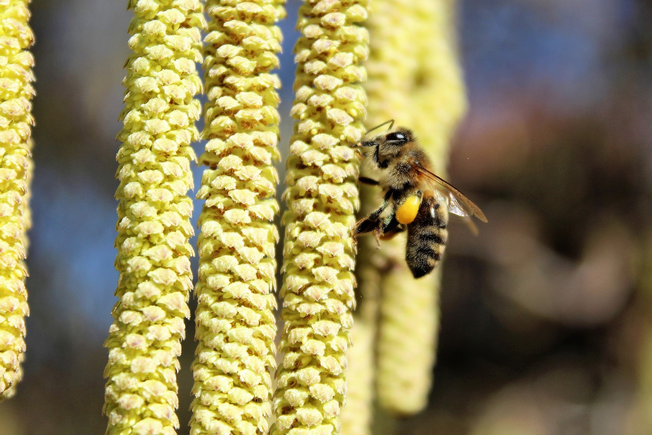 bee  flowering hazel  macro free photo