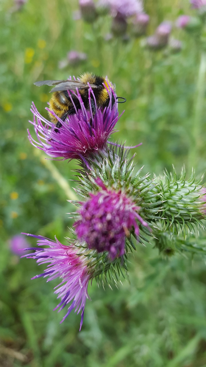 bee  bees  thistle free photo