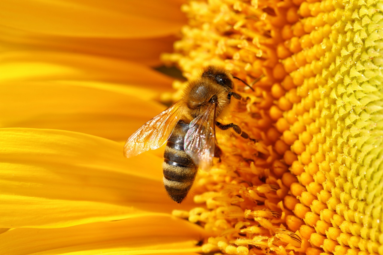 bee  always  honey free photo