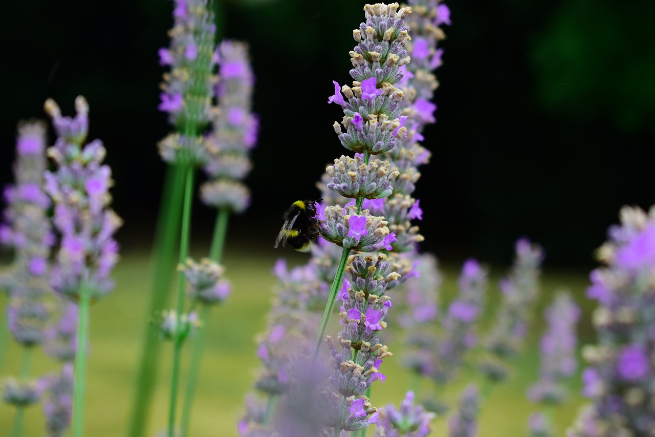 bee  lavender  pollination free photo