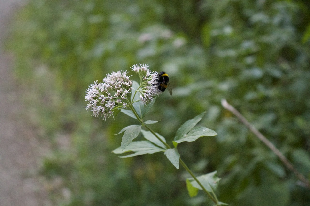 bee  nature  insect free photo