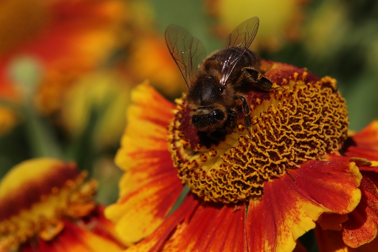 bee  gelenium  flower free photo