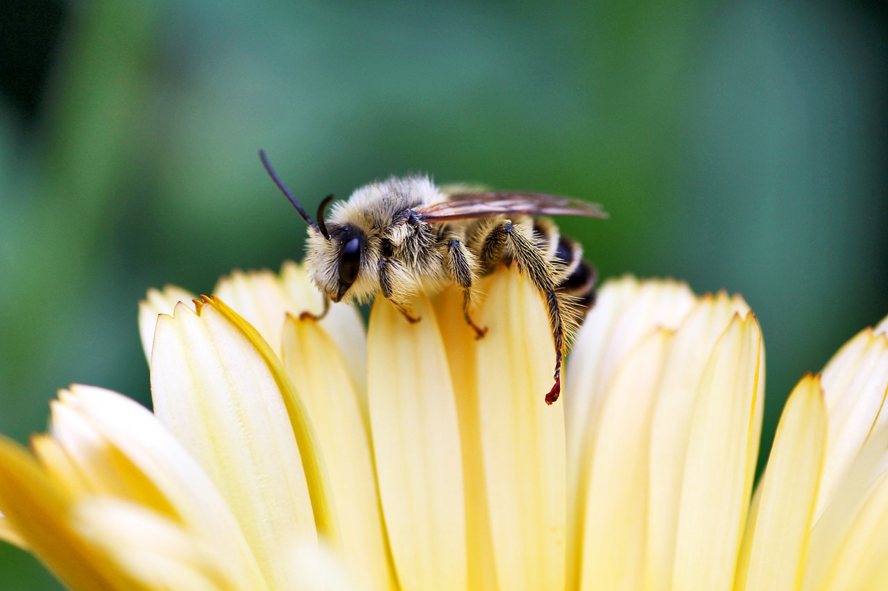 bee  macro  blossom free photo