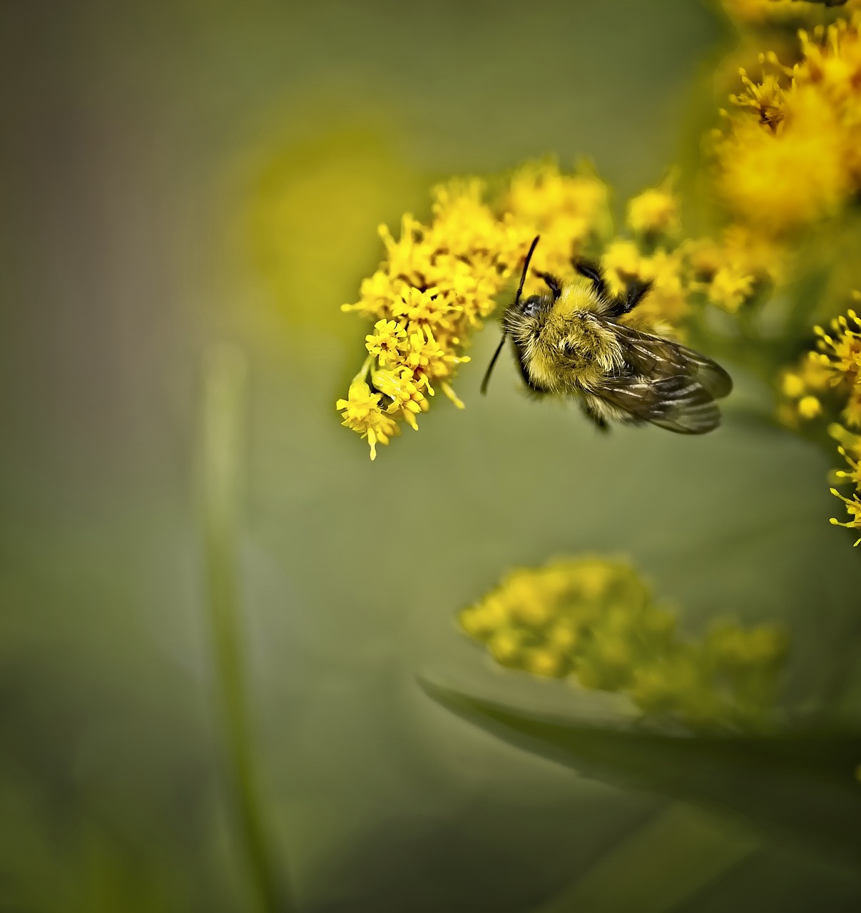 bee  insect  flower free photo