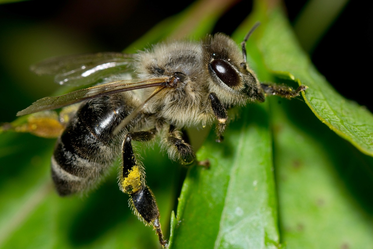 bee pollen insect free photo