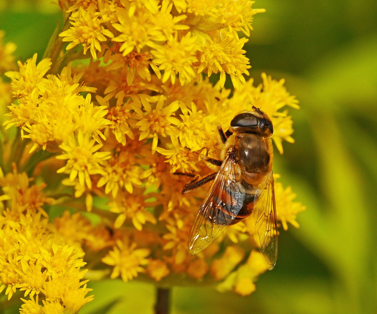 bee  honey bee  insect free photo