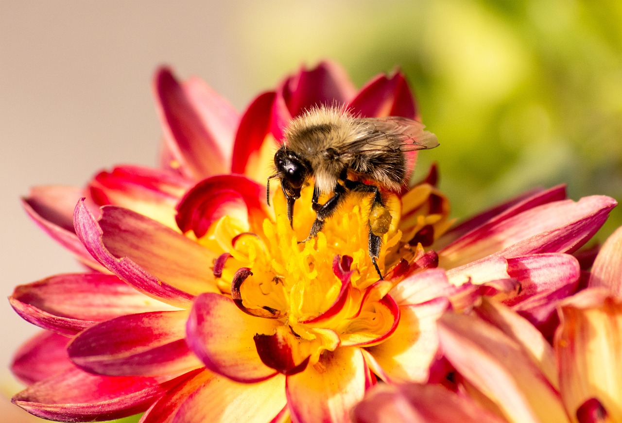 bee  flower  insect free photo