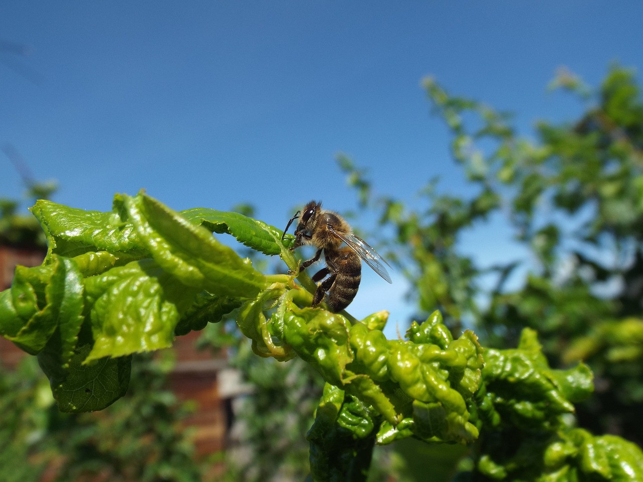 bee  insect  nature free photo