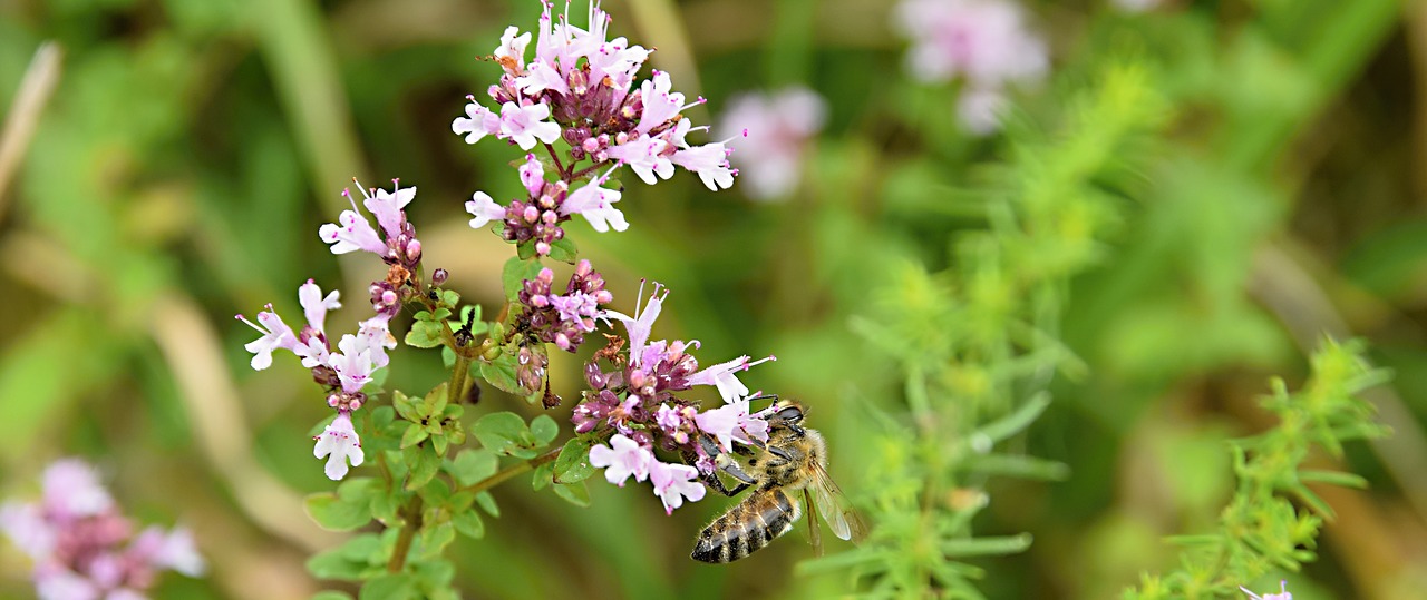 bee  insects  meadow free photo