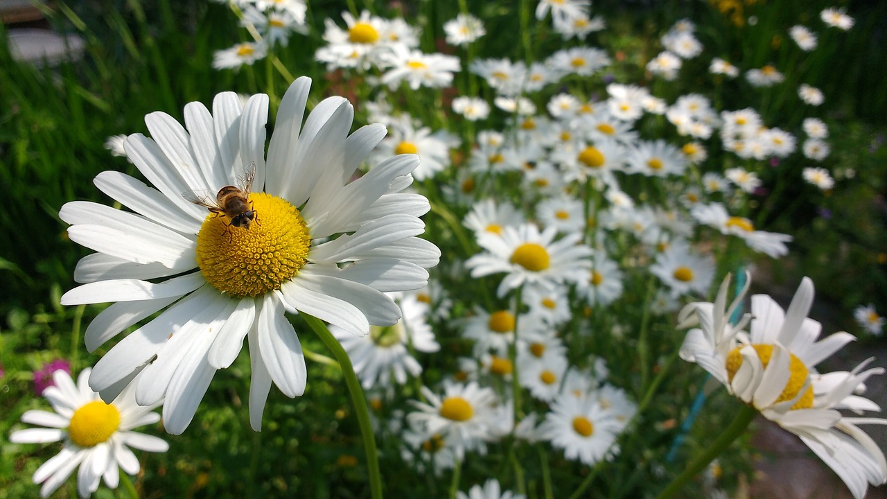 bee  insect  daisy free photo