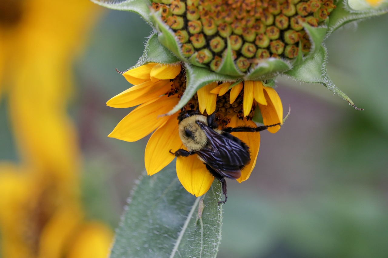 bee  flower  yellow free photo