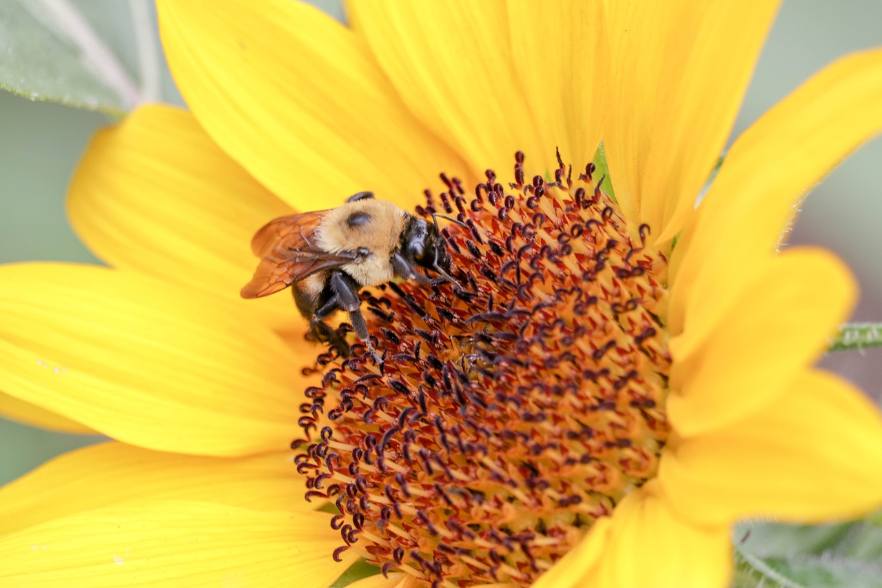 bee  flower  sunflower free photo