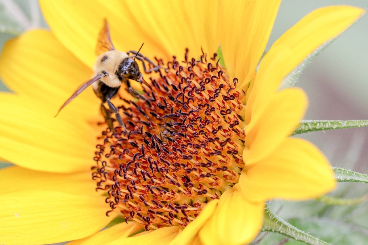 bee  flower  sunflower free photo