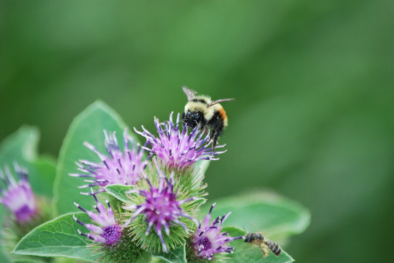 bee  clover  summer free photo