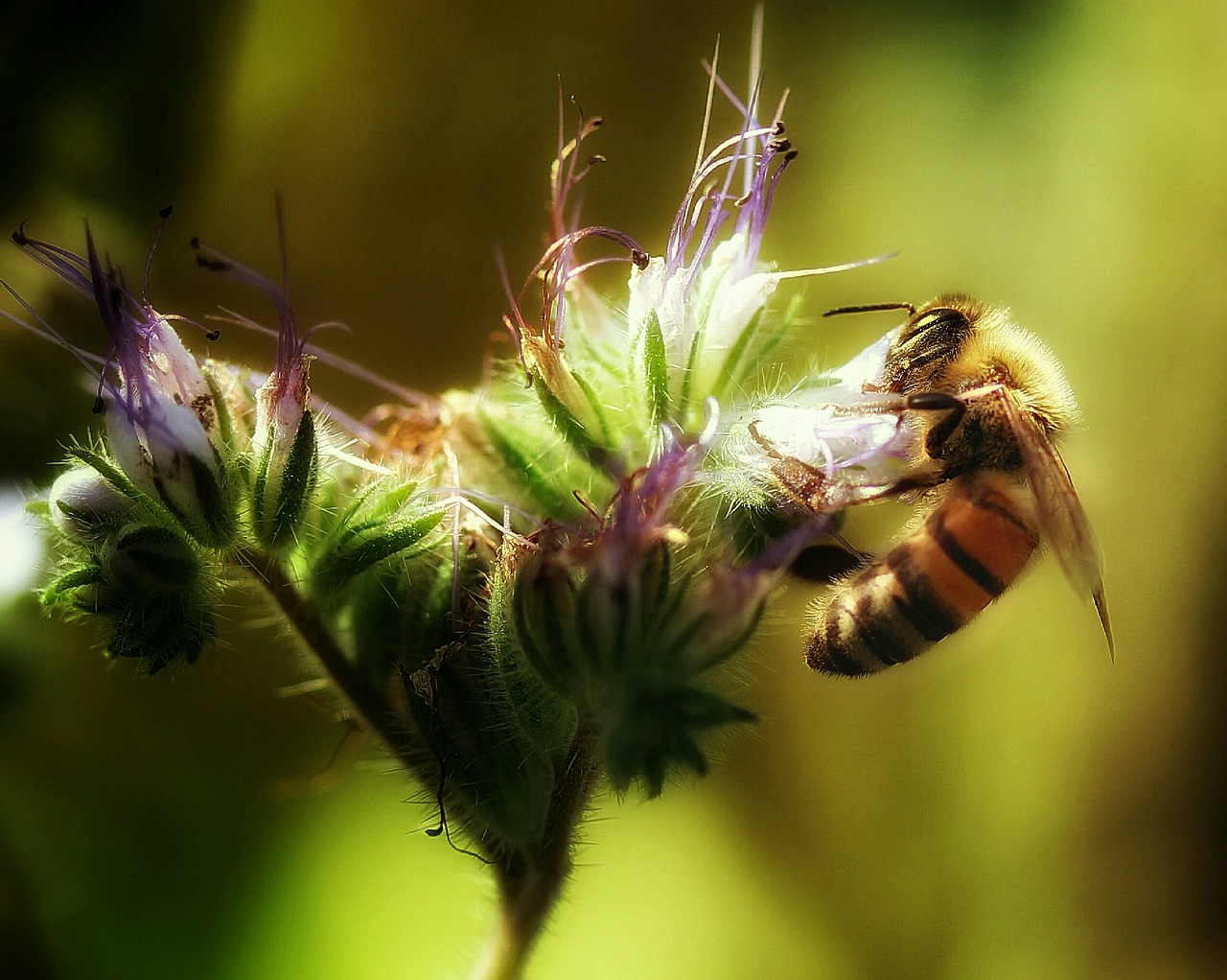 bee  always  pollen free photo