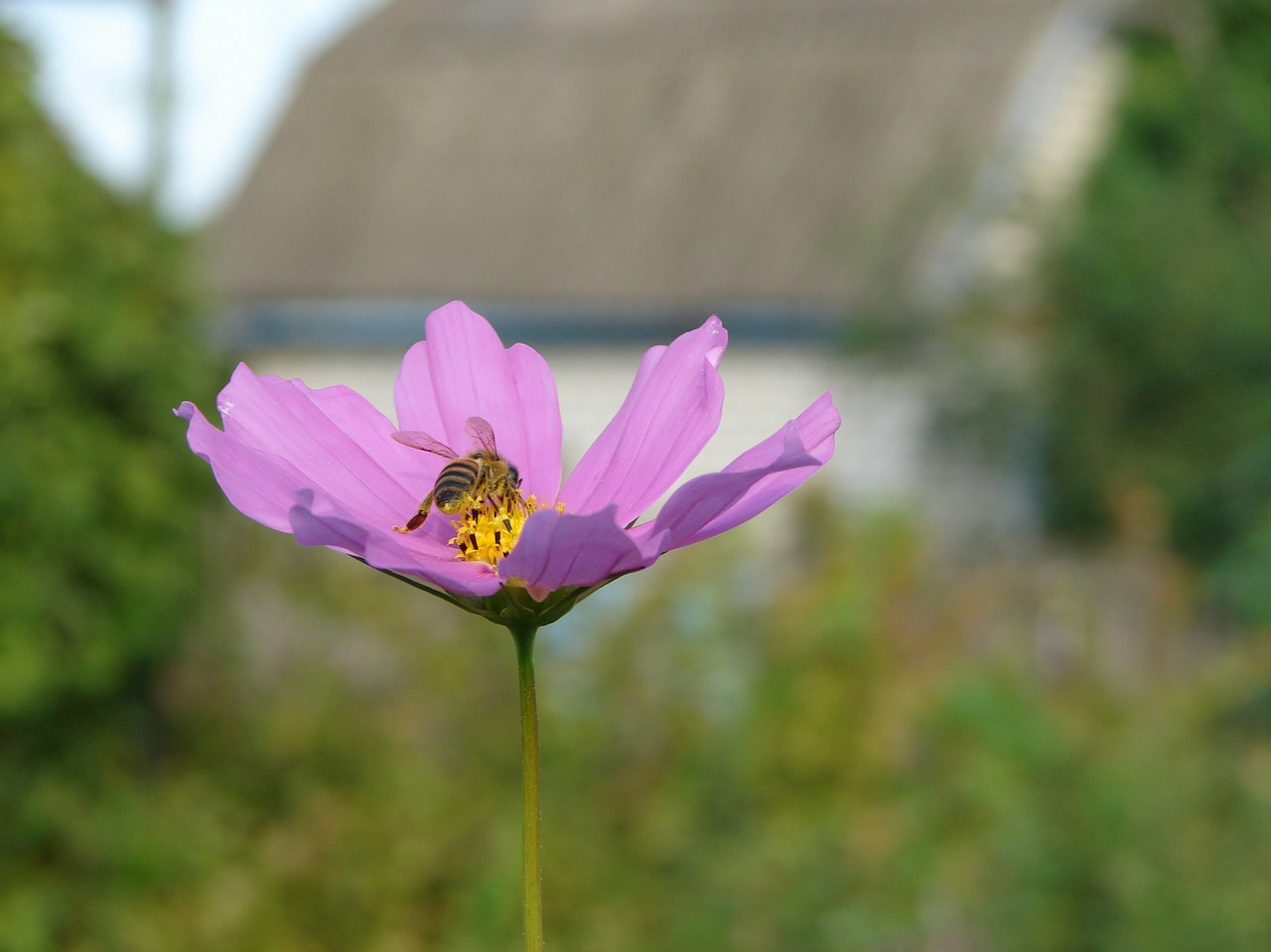 bee  flower  summer free photo