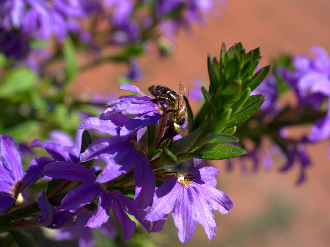 bee  flower  blossom free photo