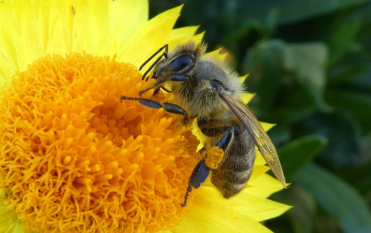 bee  close up  collector free photo