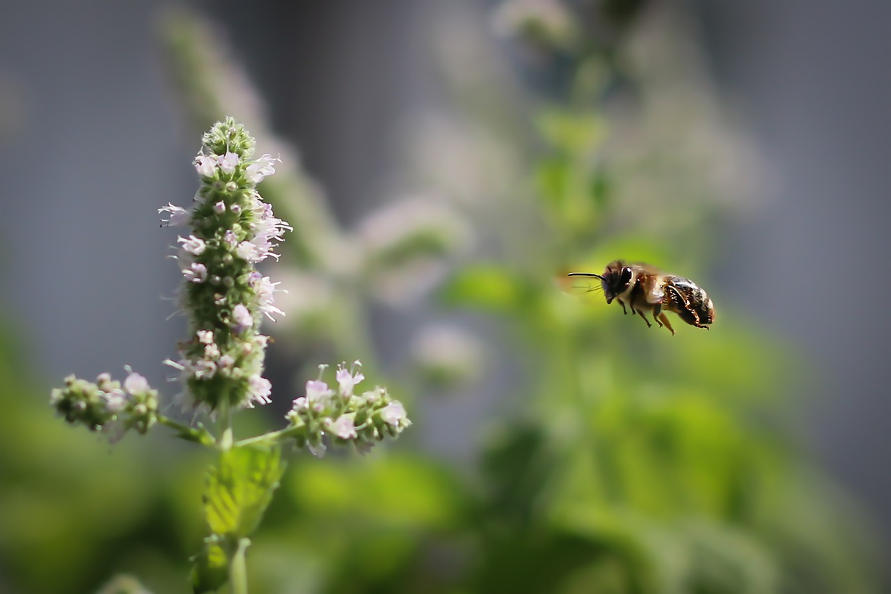 bee  blossom  bloom free photo