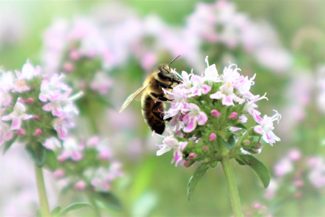 bee  garden  flower free photo