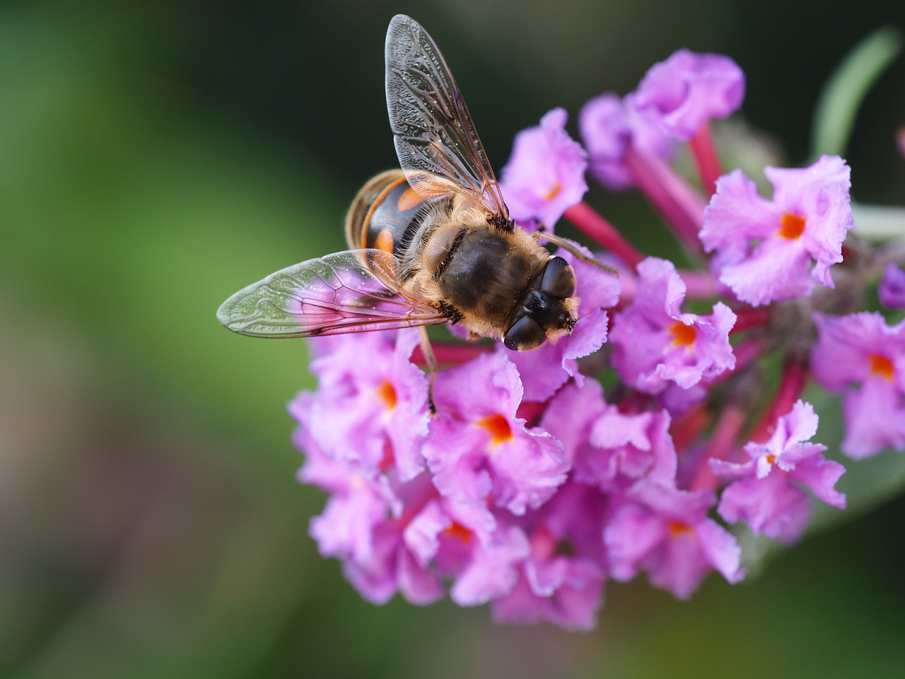 bee  insect  nature free photo