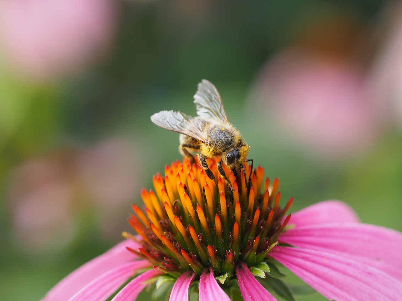 bee  insect  nature free photo