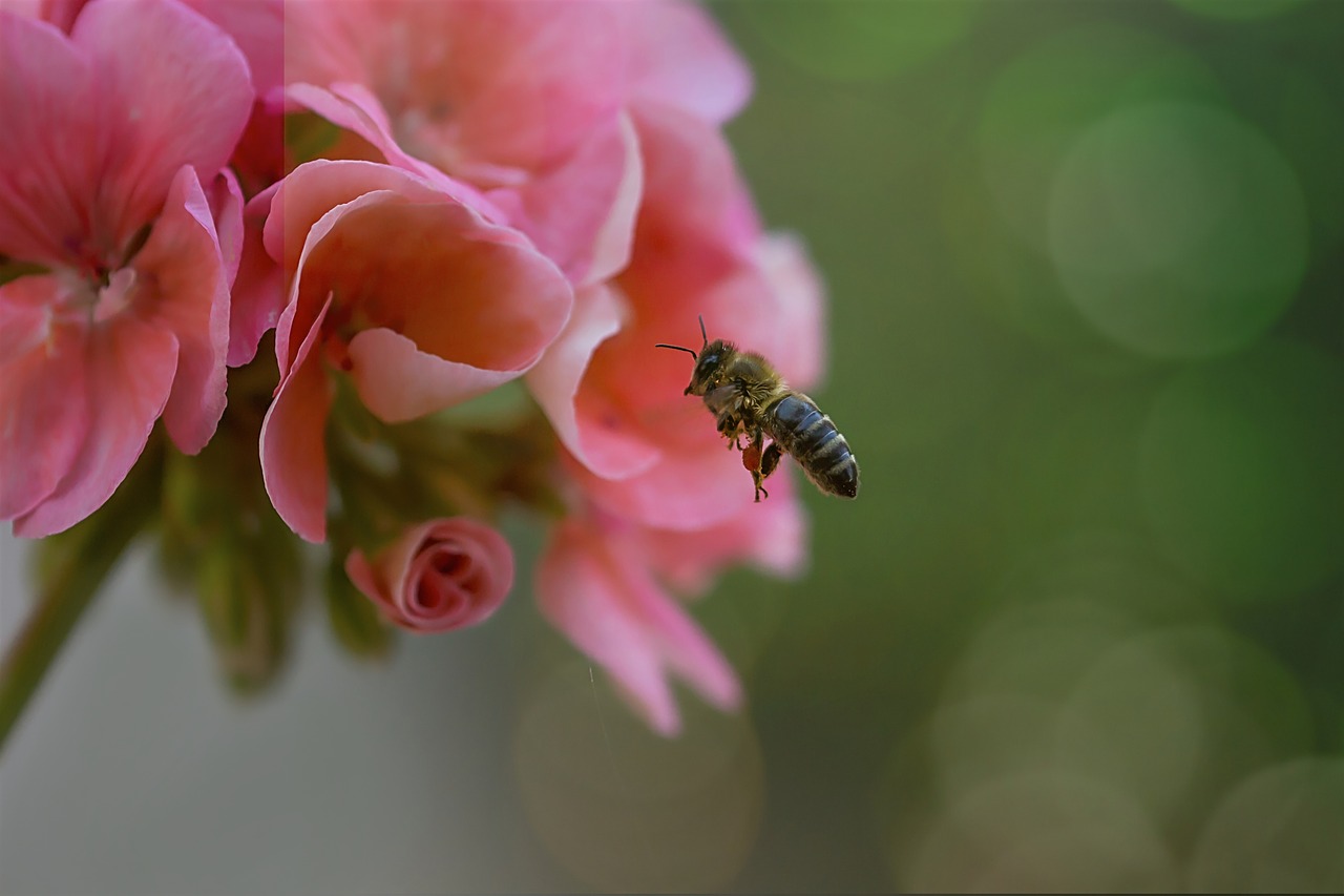 bee  flower  flying free photo