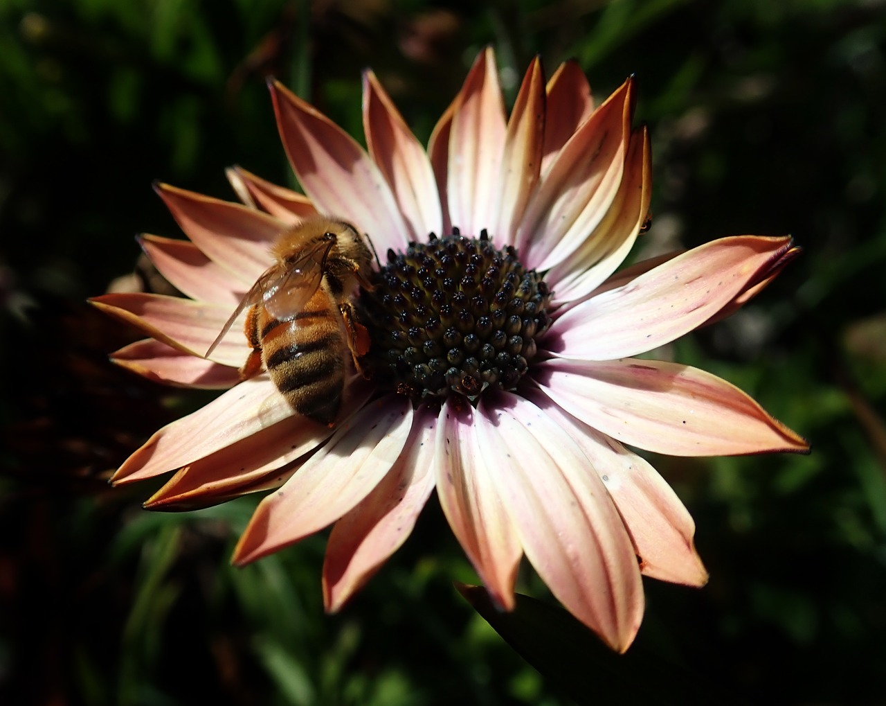 bee  insect  flower free photo