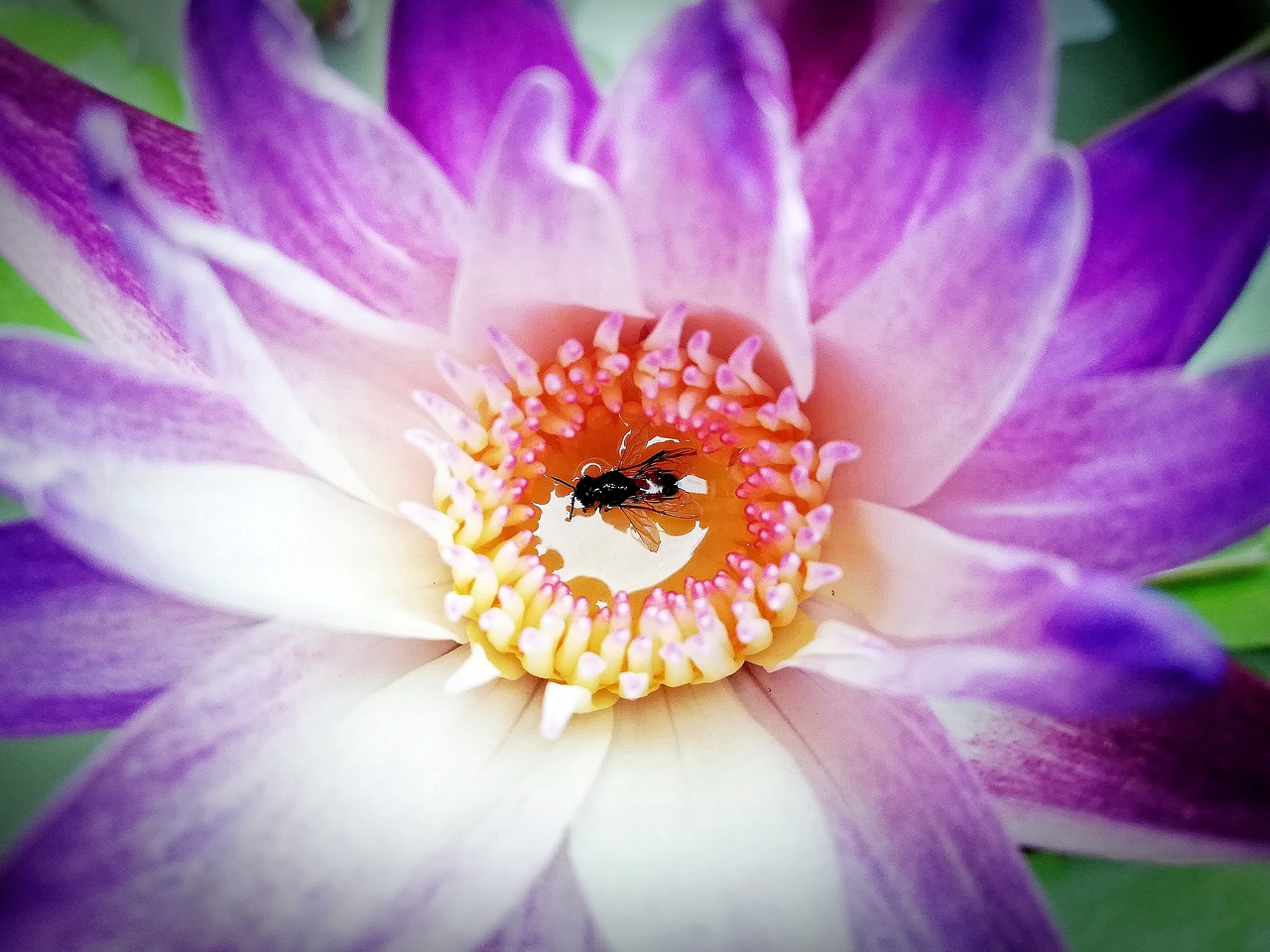 bee  flower  lotus free photo