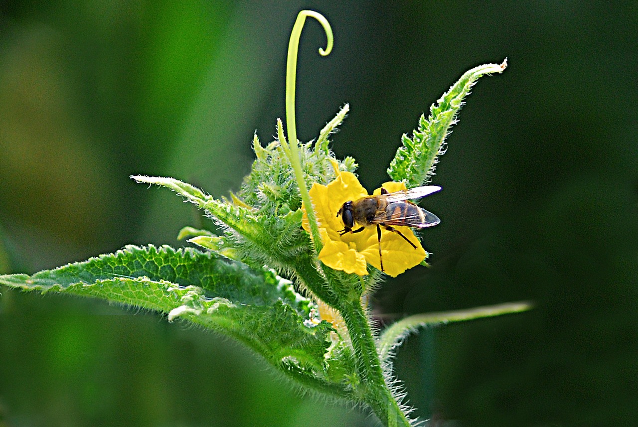 bee  blossom  potato free photo