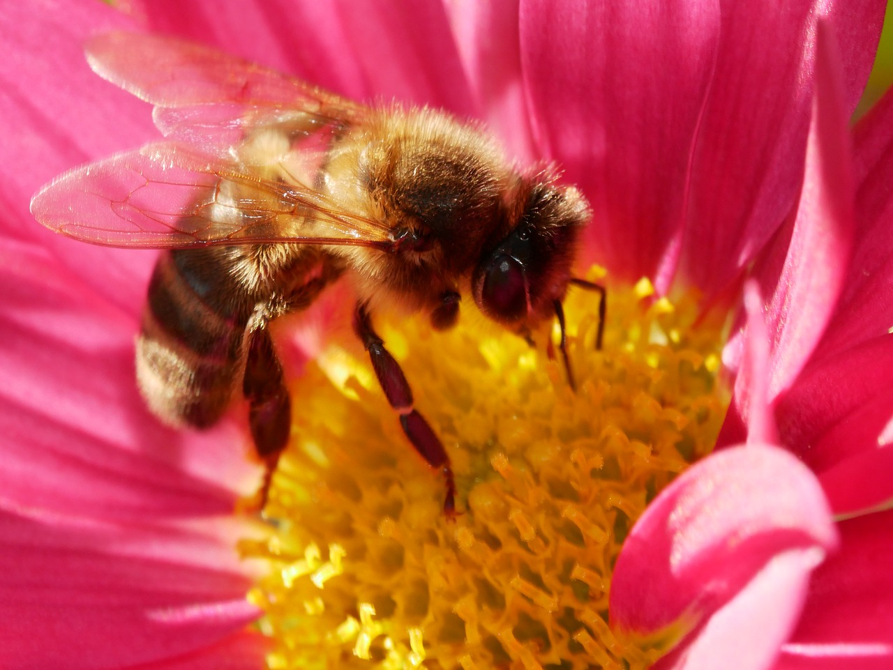 bee  forage  insect free photo