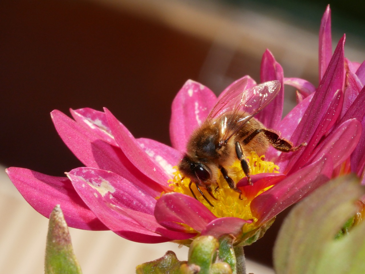 bee  forage  pink free photo