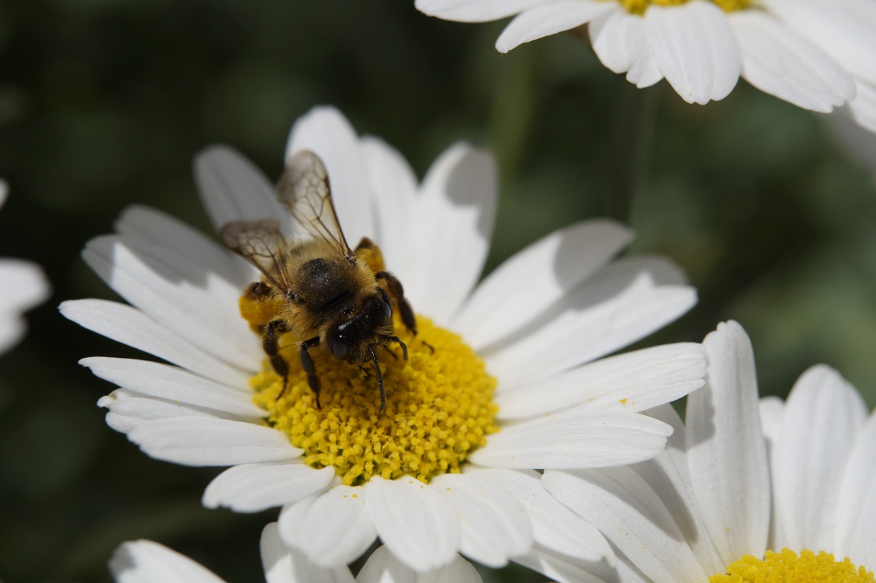 bee collect pollen pollen free photo