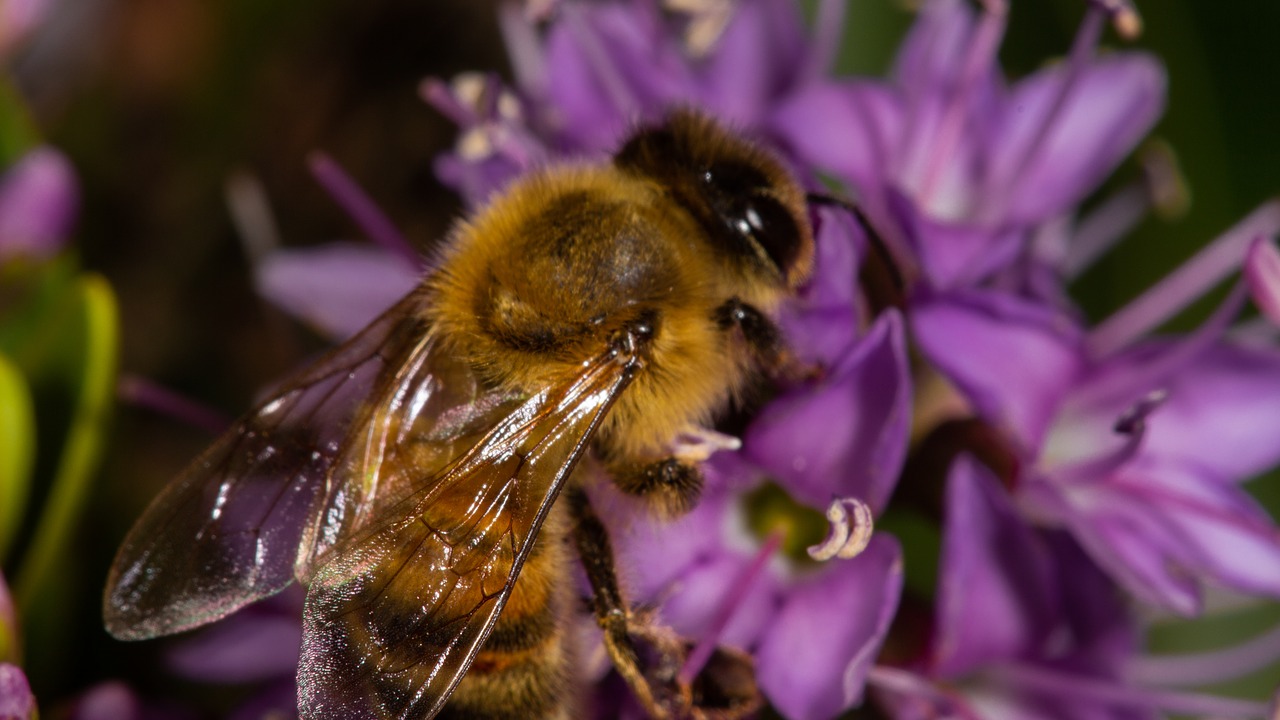 bee  violet  flower free photo