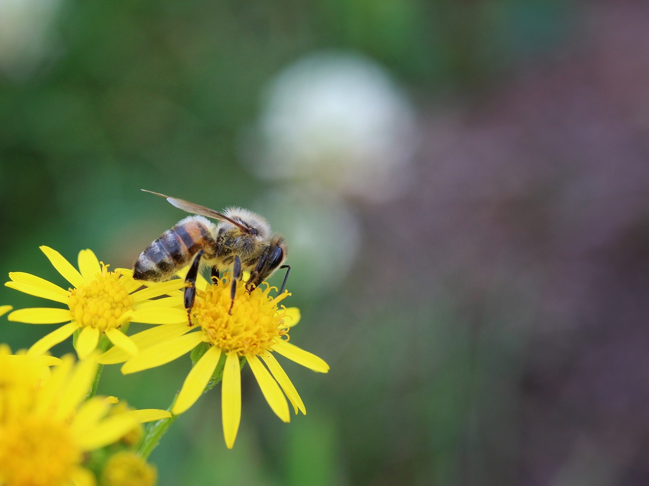 bee  always  pollination free photo