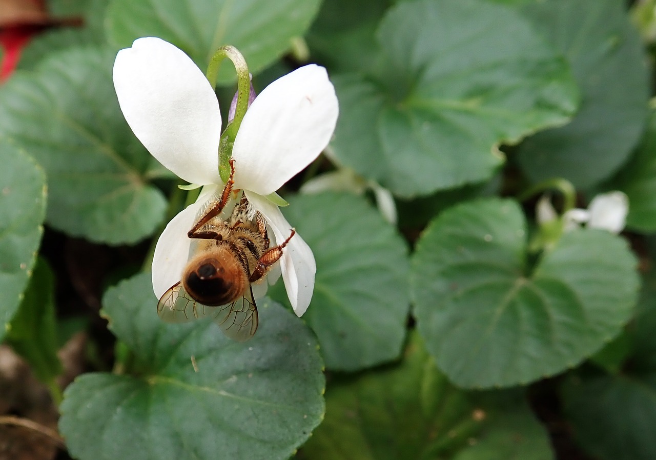 bee  insect  violet free photo