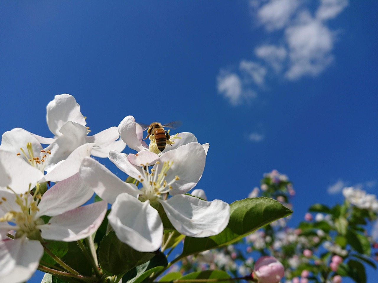 bee  flowers  insect free photo