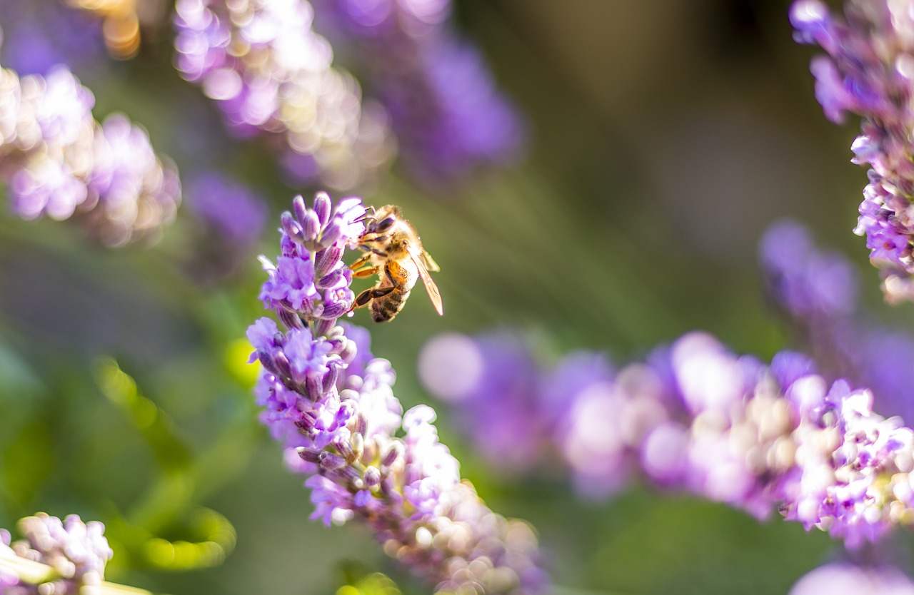 bee  forage  flower free photo