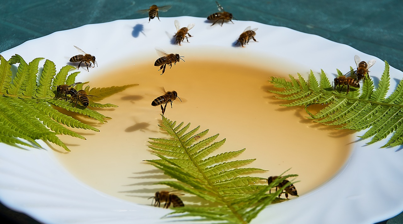 bee  honey  feeding free photo