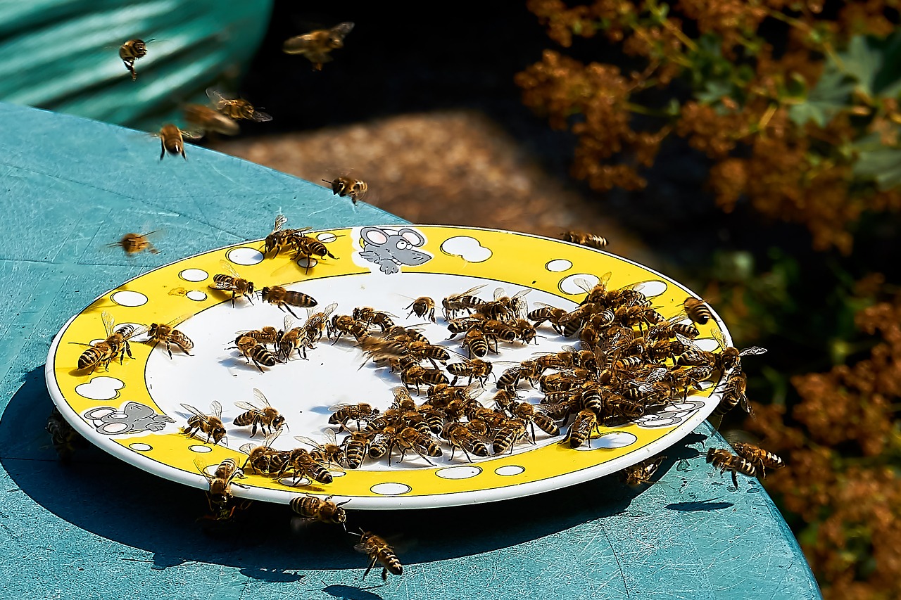 bee  honey  feeding free photo