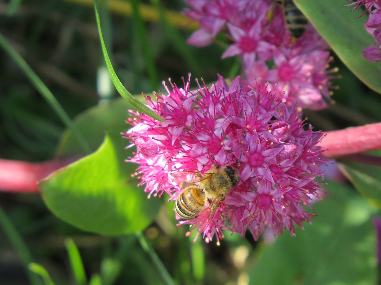 bee  insect  pollination free photo