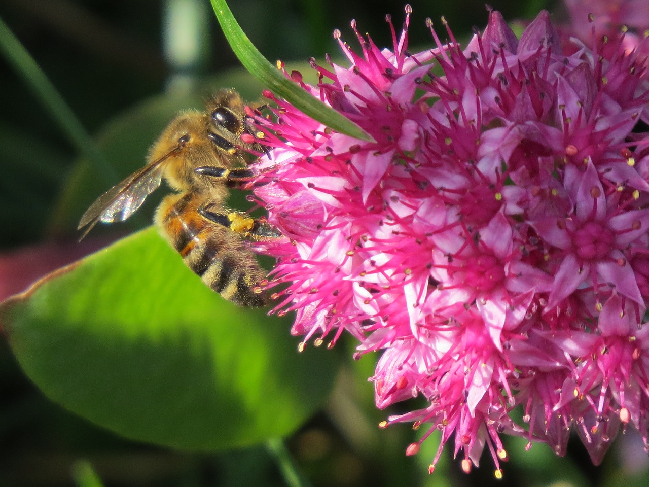 bee  flower  pollination free photo